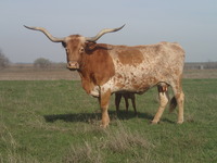 Indian Girl 636 - Reference Longhorn Cows