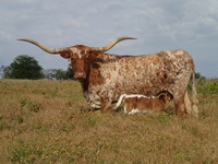 Boomerang's Tango CP - Reference Longhorn Cows