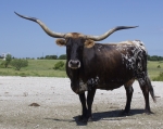 TW Boomerang's Polka Dot - Reference Longhorn Cows