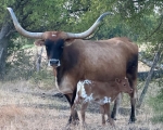 Melo Magic C P - Longhorn Cows