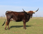 Spring The Preacher C P - Longhorn Cows