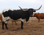 FCL Domino - Longhorn Cows