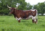 LR Miss Rosey - Longhorn Cows