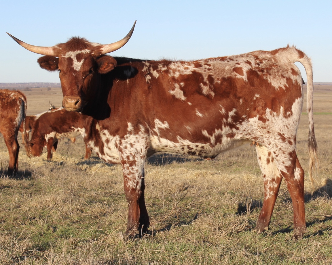 Registered Longhorn Over Sweet C P C P Longhorns