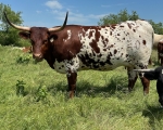 LR Samsonites Rosey CP - Longhorn Cows