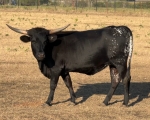 Velocity Magic CP - Longhorn Cows