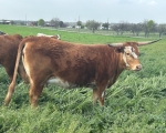 Revivals Miss Mellie - Longhorn Cows