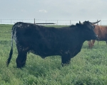 Fire Cracker CP - Longhorn Cows