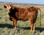 Maybelline CP - Longhorn Heifers