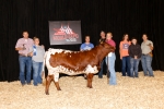 LR Girlee Pop CP - Longhorn Heifers