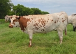 LR Rev Me Baby Girl CP - Longhorn Heifers