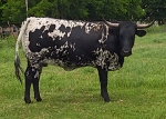 LR Discoverys Fool CP - Longhorn Heifers