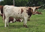 Rev Me Princess CP - Longhorn Heifers