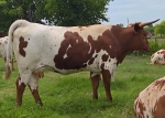 LR Red Blossoms CP - Longhorn Heifers