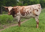 LR Sweetie CP - Longhorn Heifers