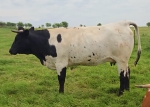 LR Big Boom CP - Longhorn Heifers