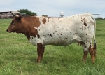 LR Marilyn CP - Longhorn Heifers