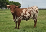 Aim High My Heart CP - Longhorn Heifers
