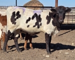 LR Midnight Reign CP - Longhorn Heifers