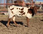 Lone Star Susanna CP - Longhorn Heifers