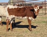 LR Sweet Anna CP - Longhorn Heifers