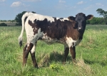 Shakeitlikeasaltshaker heifer - Longhorn Heifers