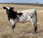 Anchor T Alamo Rose heifer - Longhorn Heifers