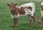 Cutting Edge Lillie CP heifer - Longhorn Heifers