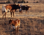 Discovery Elvira CP bull - Longhorn Bulls