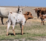 Discovery Emily CP heifer - Longhorn Heifers