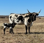 HD Dottie Bull  - Longhorn Bulls