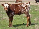 Highbrow Lady X Discovery - Longhorn Heifers