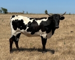 HD Sophi  - Longhorn Cows