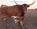 LR Miss Daisy bull - Longhorn Bulls