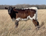 LR Miss Rosey X LR Que Ball CP heifer - Longhorn Heifers