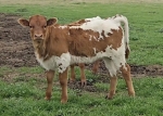 Lilly 00 X Discovery - Longhorn Heifers