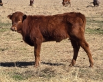 Neon Magic Heifer - Longhorn Heifers