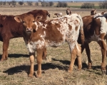 OCC Surprise Party heifer - Longhorn Heifers