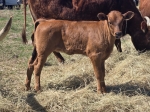 Preachers Katrina C P heifer  - Longhorn Heifers