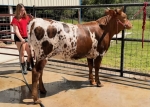 Southern Belle CP - Longhorn Heifers