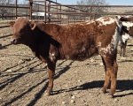 Strawberry Wine Heifer - Longhorn Heifers