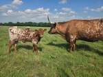 Sunrise Sprinkles 118 heifer - Longhorn Heifers