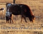 Cisco N Wine CP Bull - Longhorn Bulls