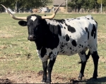 HD Boom Bam Sam - Longhorn Cows