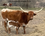 Lady Boom Boom CP Bull - Longhorn Bulls