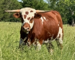 OCC Totally BhIn - Longhorn Cows
