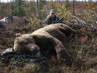 Alaska Brown Bear - Gallery