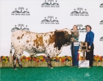 HD Edges Flash 2003 Fort Worth Stock Show co-owned with Cindy Dennis - Gallery