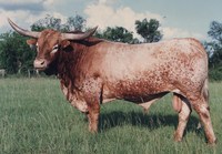 Buckshot - Reference Longhorn Bulls