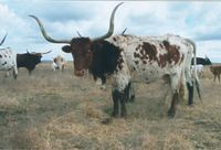 Elvira Too 120 - Reference Longhorn Cows